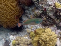 Redband Parrotfish TIntermediate Phase